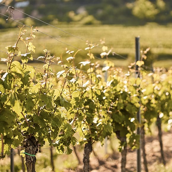 Weinbau